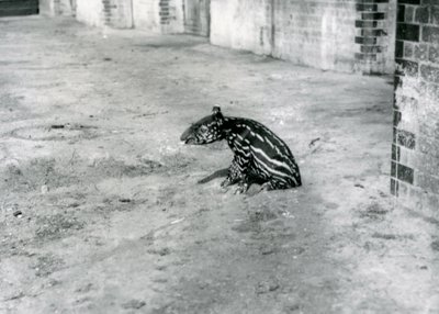 Ein vier Tage alter Malaiischer Tapir im Londoner Zoo, Juli 1921 von Frederick William Bond